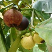 1-magosteen-on-tree-stages-ripe-unripe-thailand-1006a.jpg